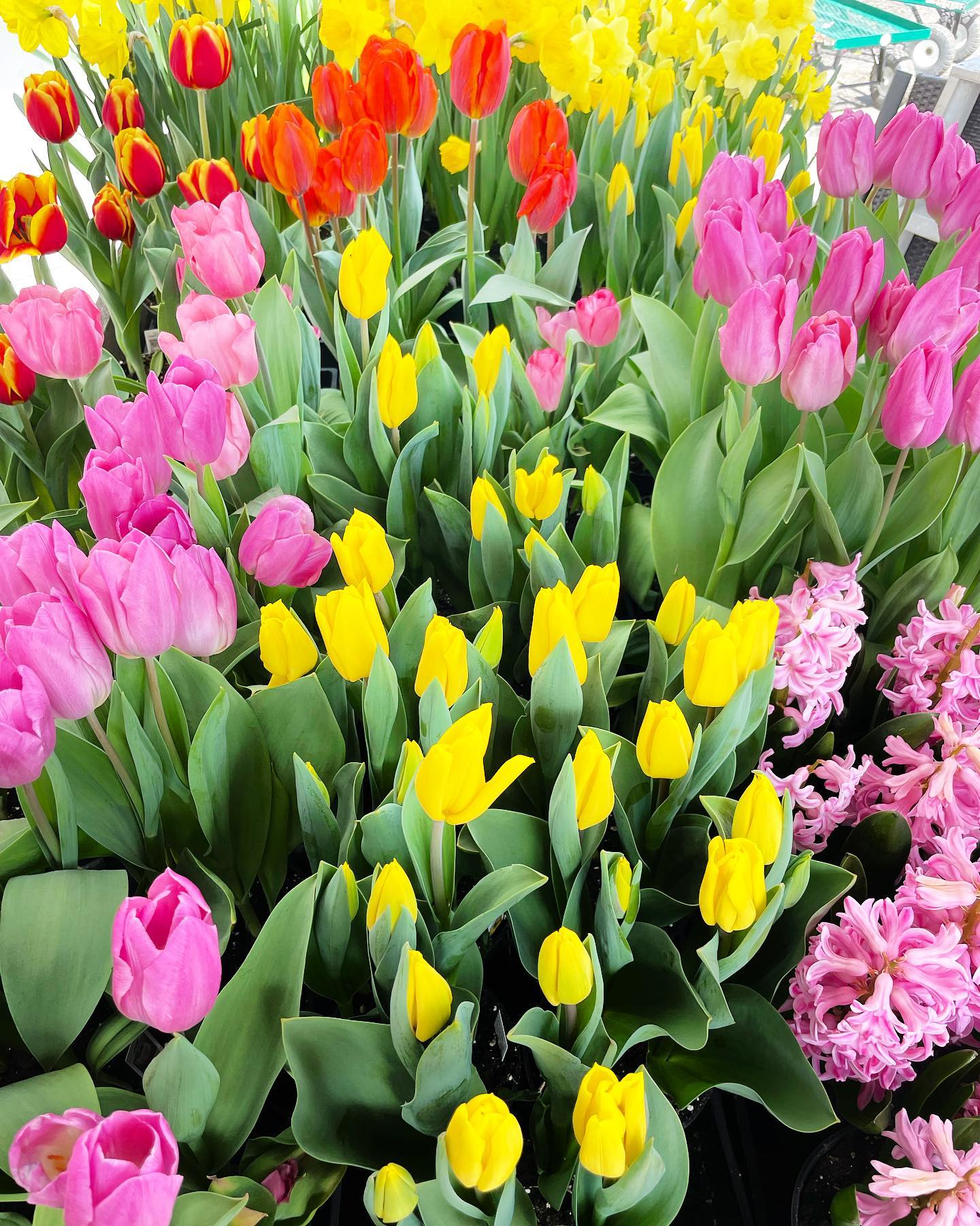 Colorful tulips and spring flowers