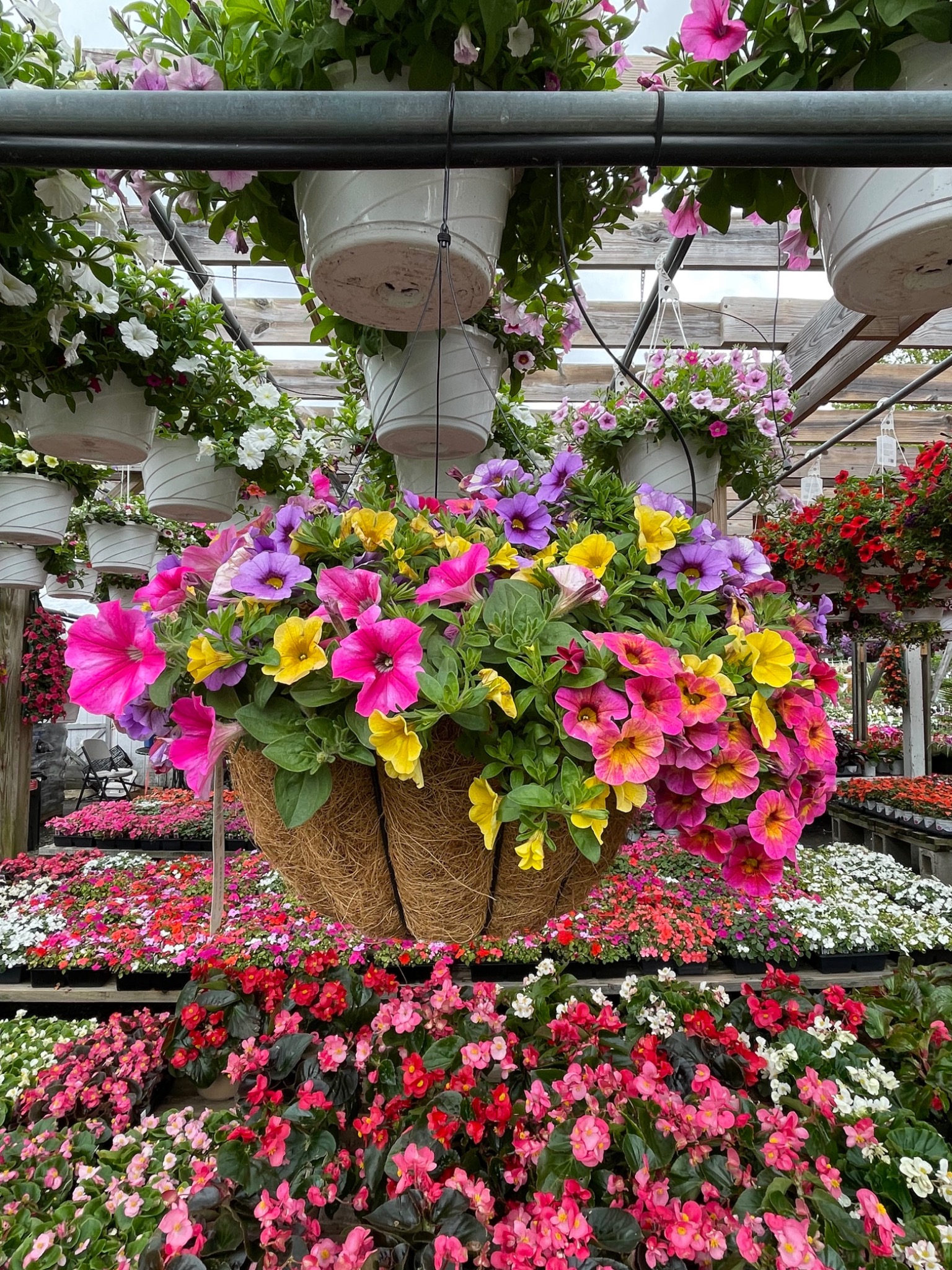 Hanging flower baskets at Izzo & Sons Country Gardens