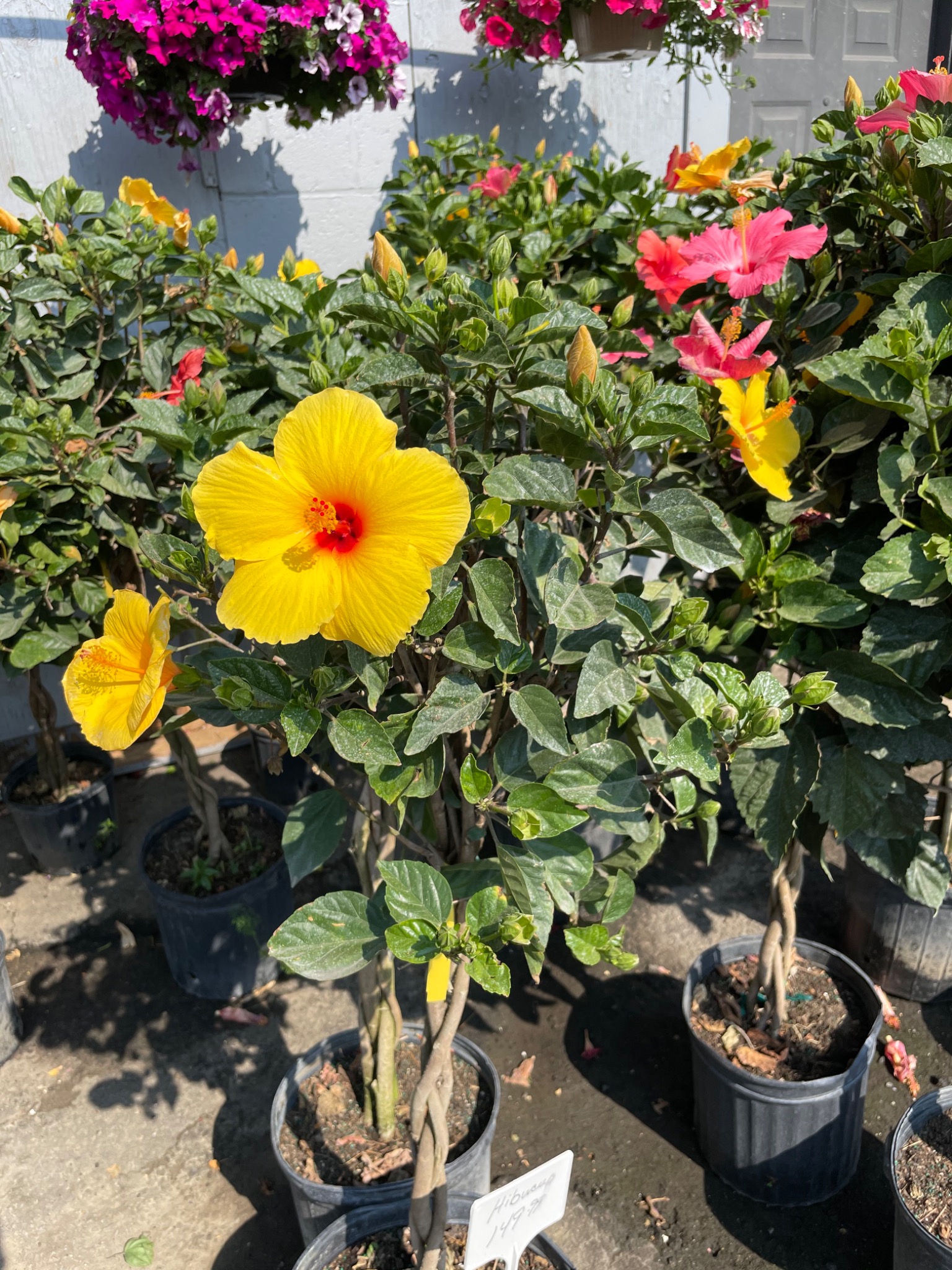 Yellow hibiscus plant at the garden center